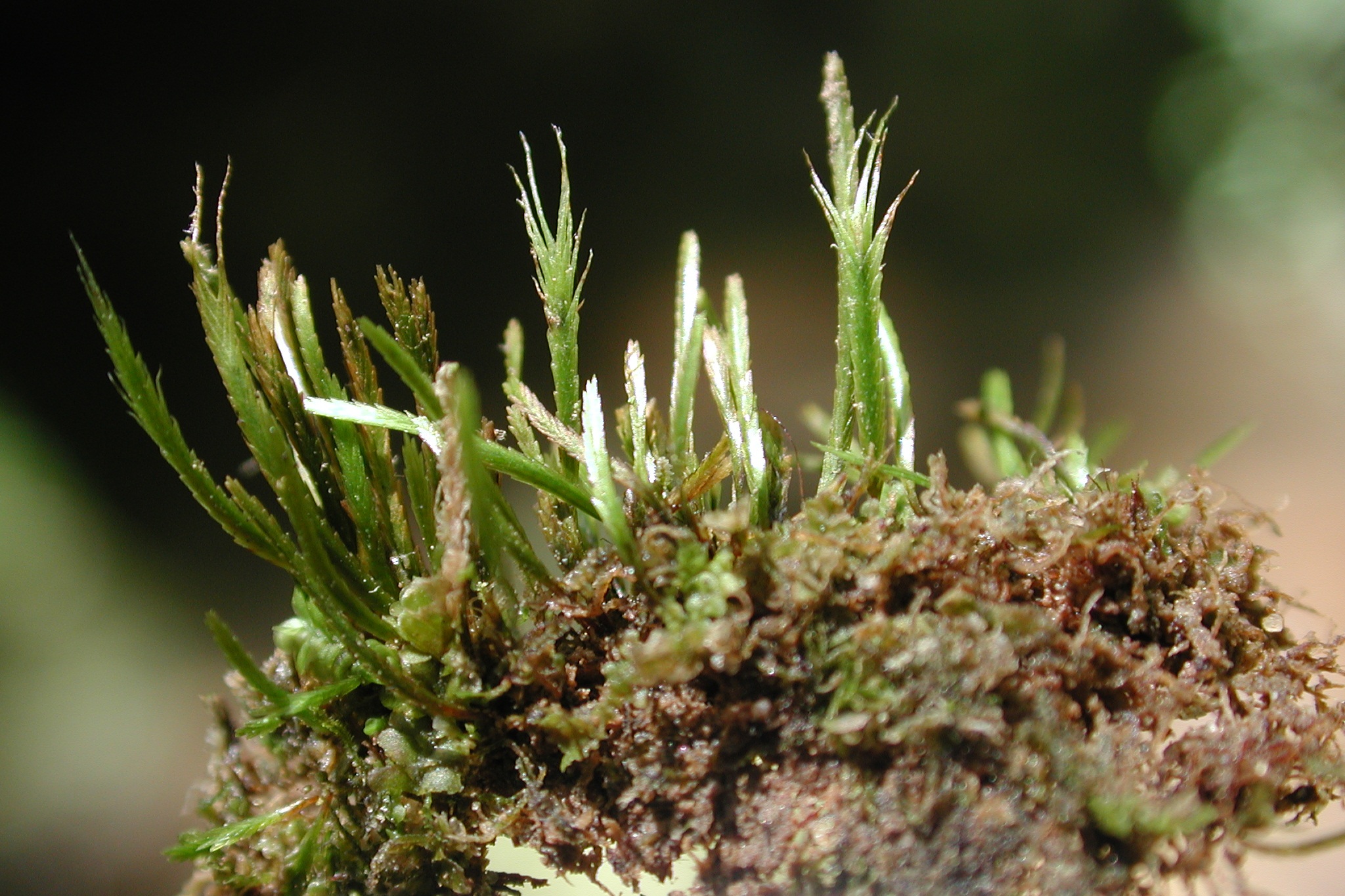 Представитель Семейства Bryoxiphiaceae